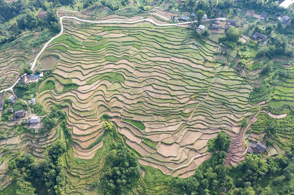 重庆石柱县临溪镇旭光村，土地整治将曾经多块小而散的荒地整理变成了规整连片的水稻田。马培钧摄